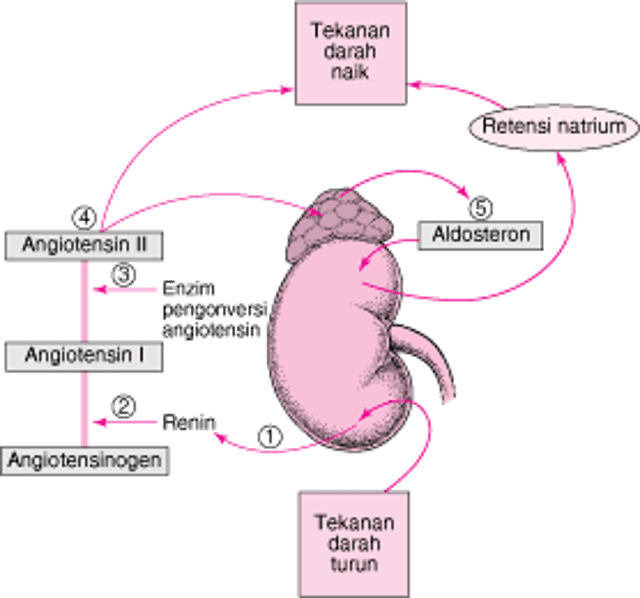 Mengatur Tekanan Darah: Sistem Renin-Angiotensin-Aldosteron