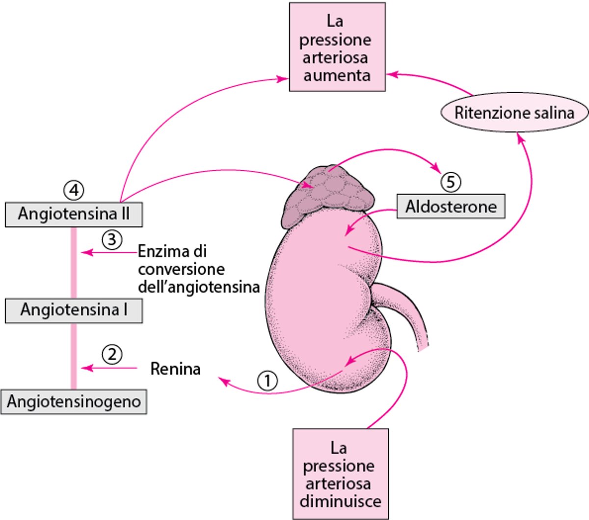 Regolazione della pressione arteriosa: Sistema renina-angiotensina-aldosterone