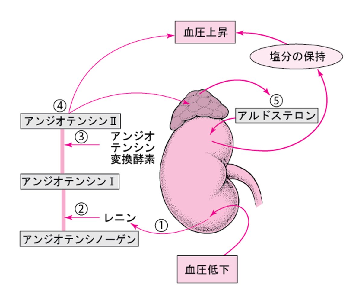 血圧の制御：レニン-アンジオテンシン-アルドステロン系