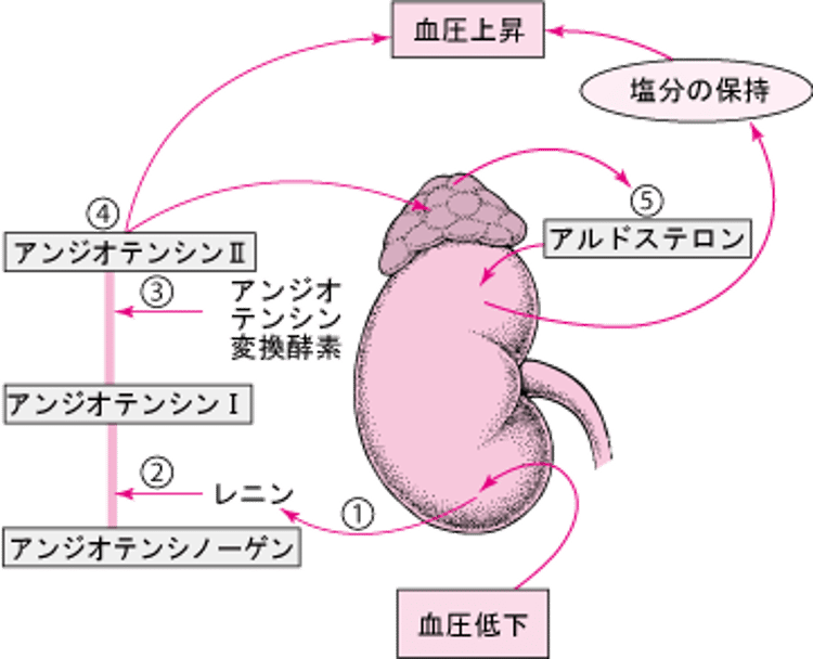 血圧の制御：レニン-アンジオテンシン-アルドステロン系