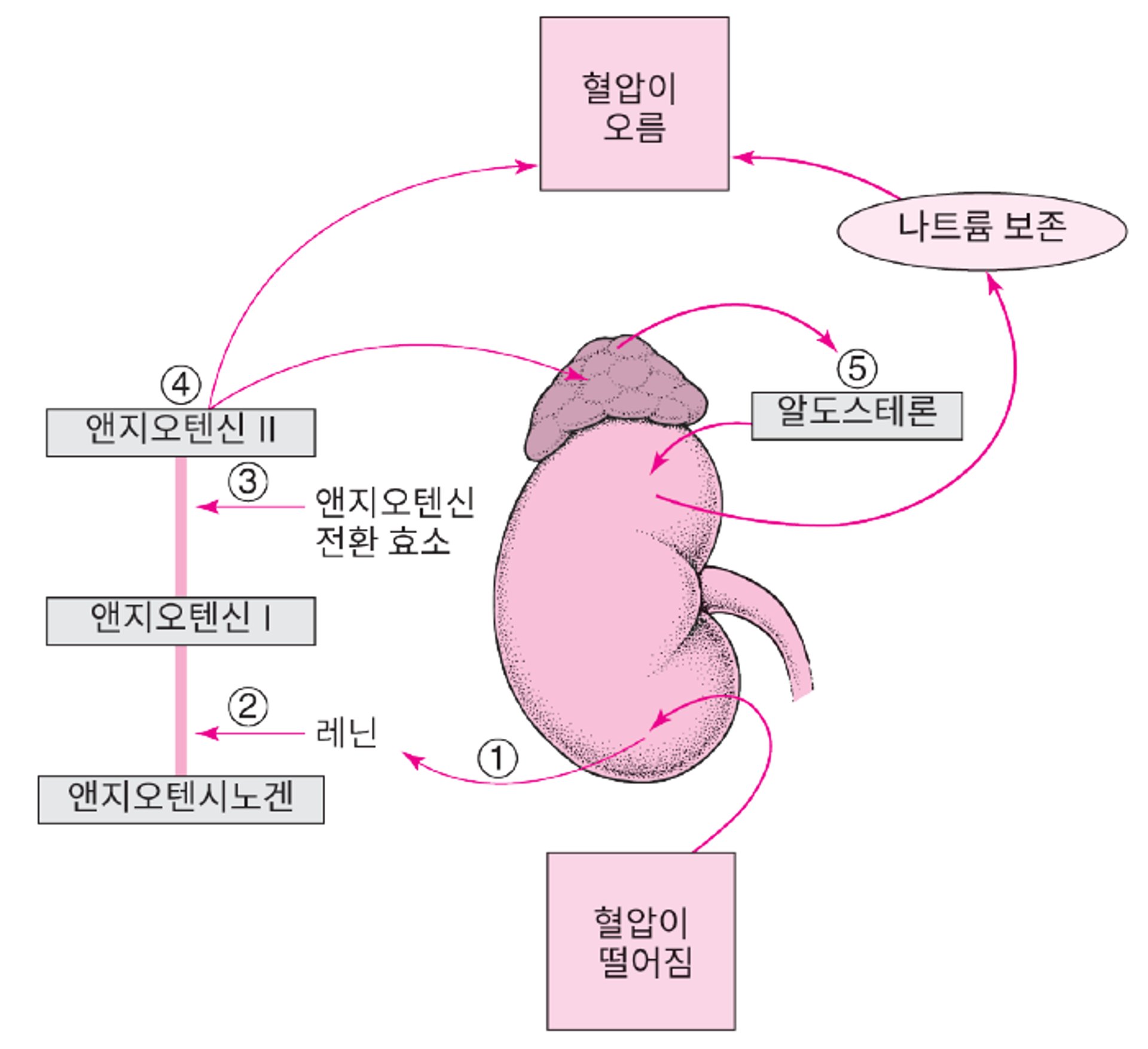 혈압 조절: 레닌-앤지오텐신-알도스테론 계통