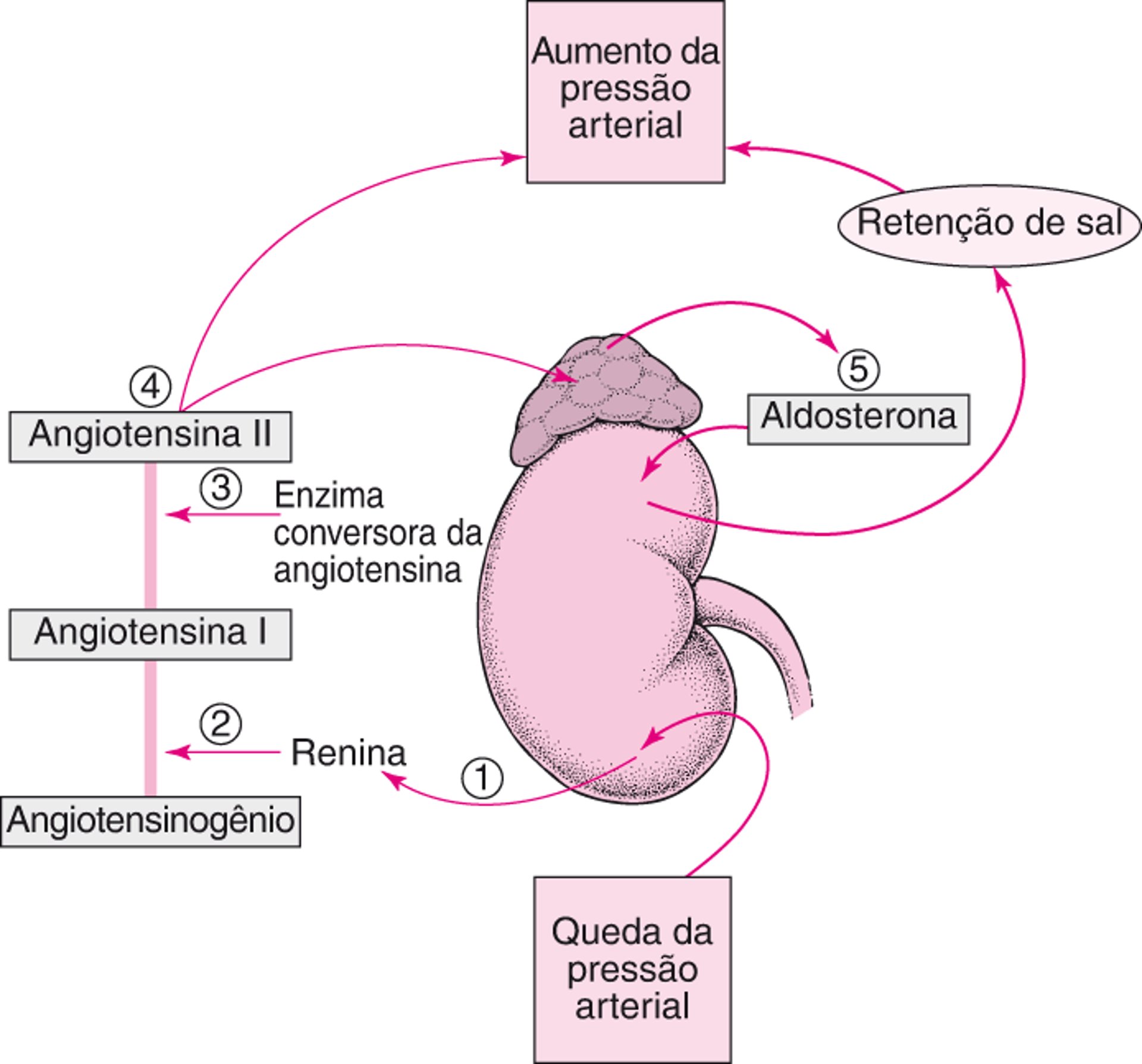 Regulação da pressão arterial: O sistema renina-angiotensina-aldosterona