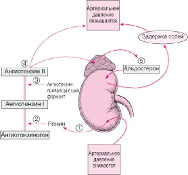 Регуляция артериального давления: Ренин-ангиотензин-альдостероновая система