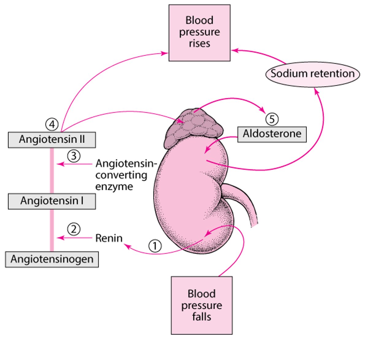 调节的血压：肾素-血管紧张素-醛固酮系统