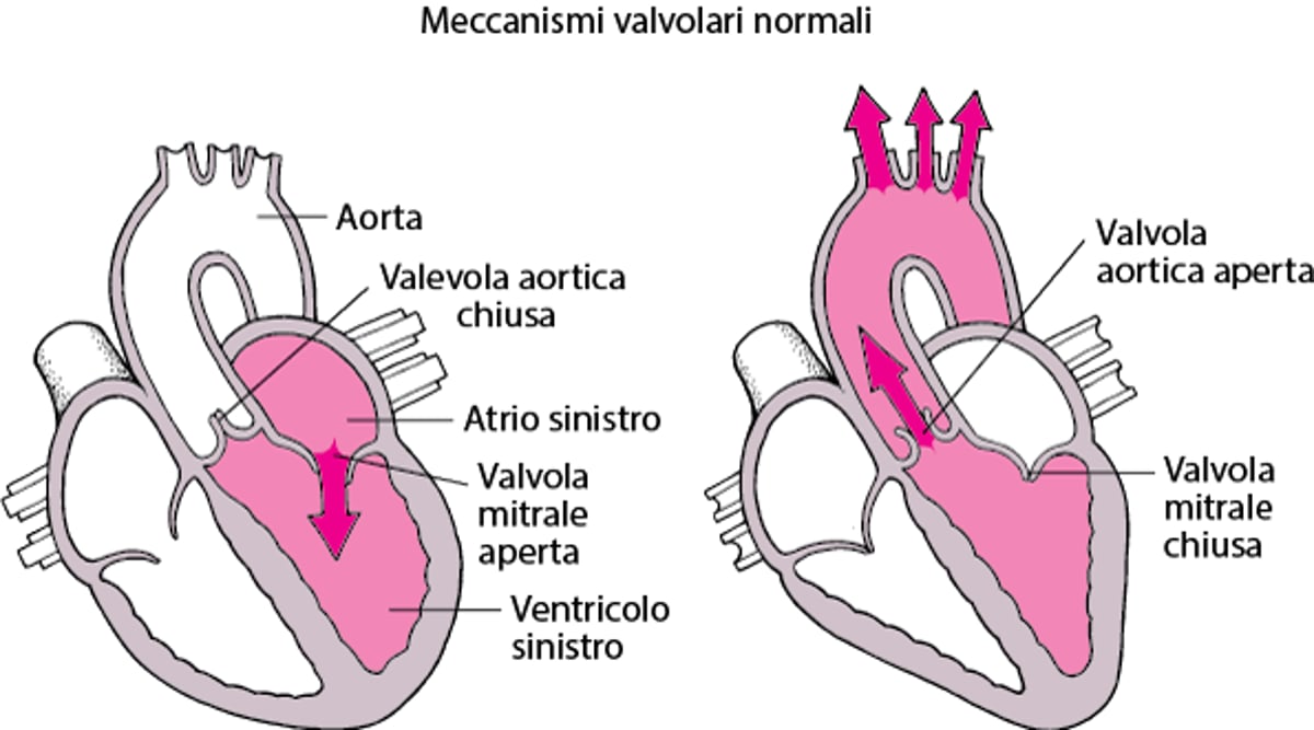 Capire la stenosi e l’insufficienza valvolare