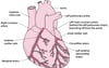 Supplying the Heart With Blood