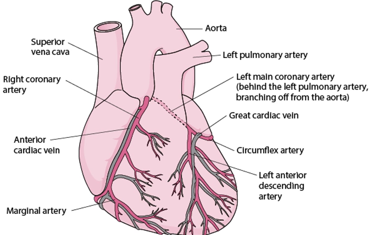 Supplying the Heart With Blood