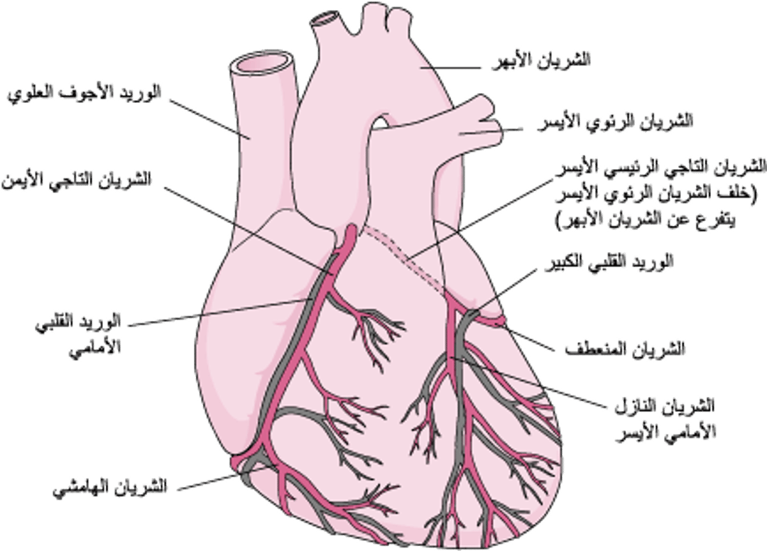 إمدادُ القلب بالدَّم