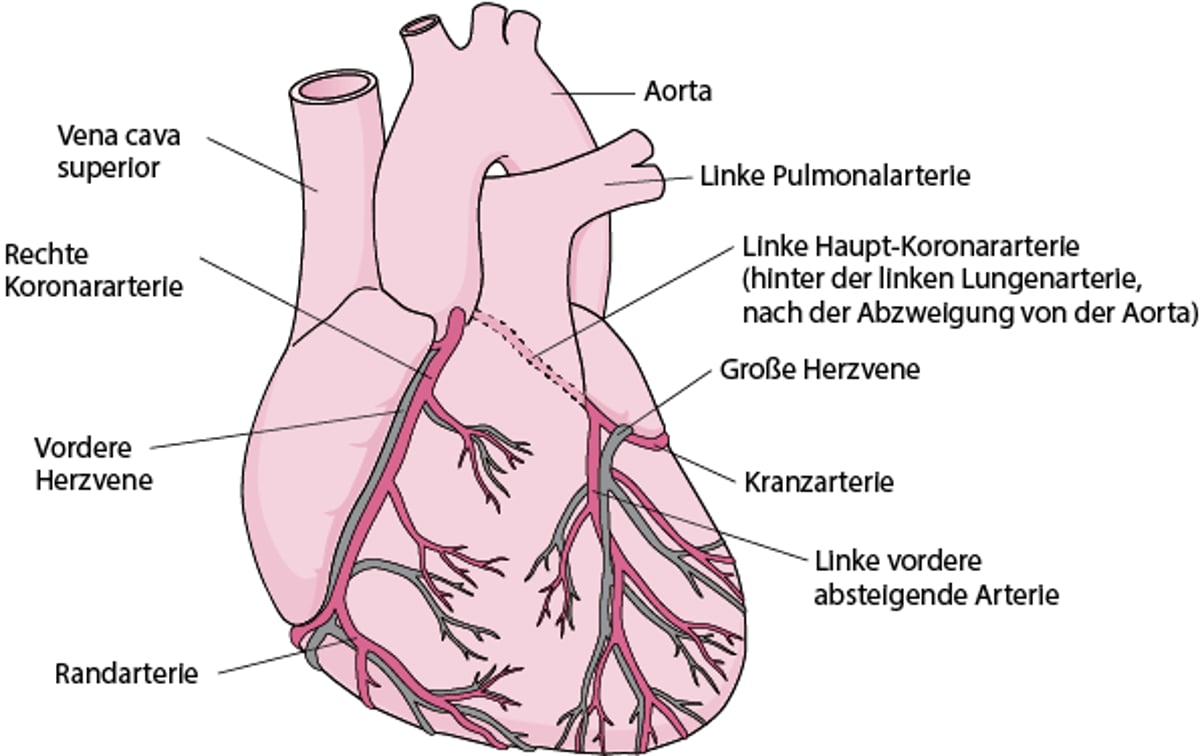 Blutversorgung des Herzens