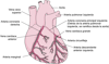 Aporte de sangre al corazón