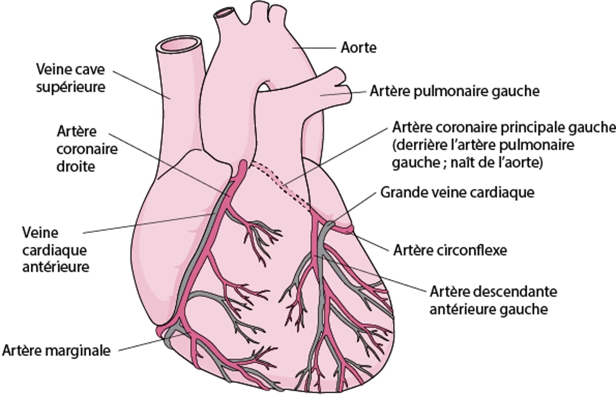 Approvisionnement du cœur en sang