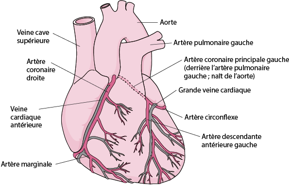 cvs_supplying_the_heart_blood_fr.gif?sc_lang=fr