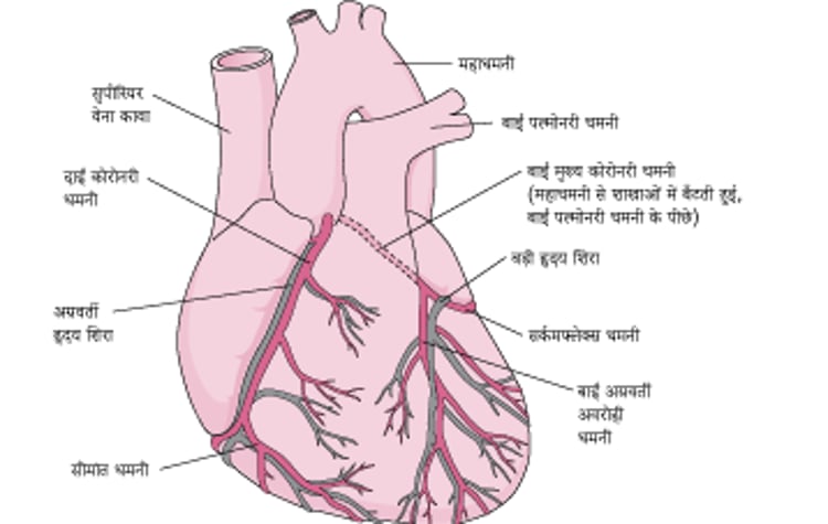 हृदय को रक्त की आपूर्ति करना