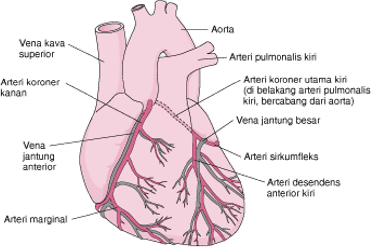 Menyuplai Darah ke Jantung