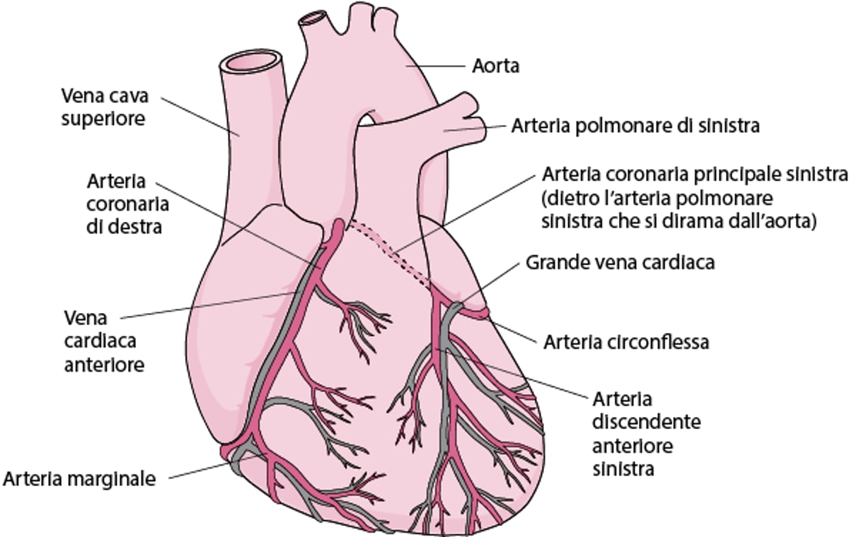 Apporto di sangue al cuore