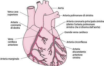 Apporto di sangue al cuore