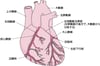心臓への血液の供給