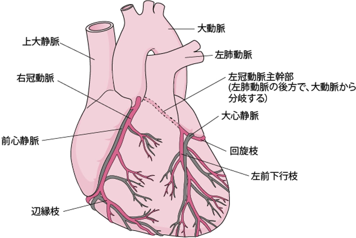 心臓への血液の供給