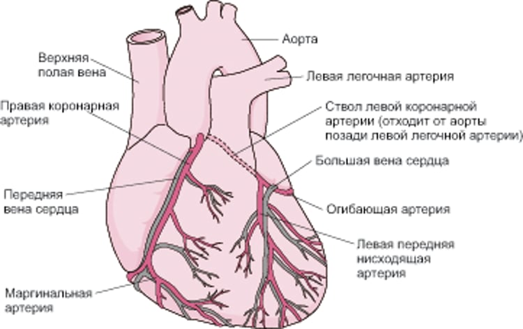 Снабжение сердца кровью