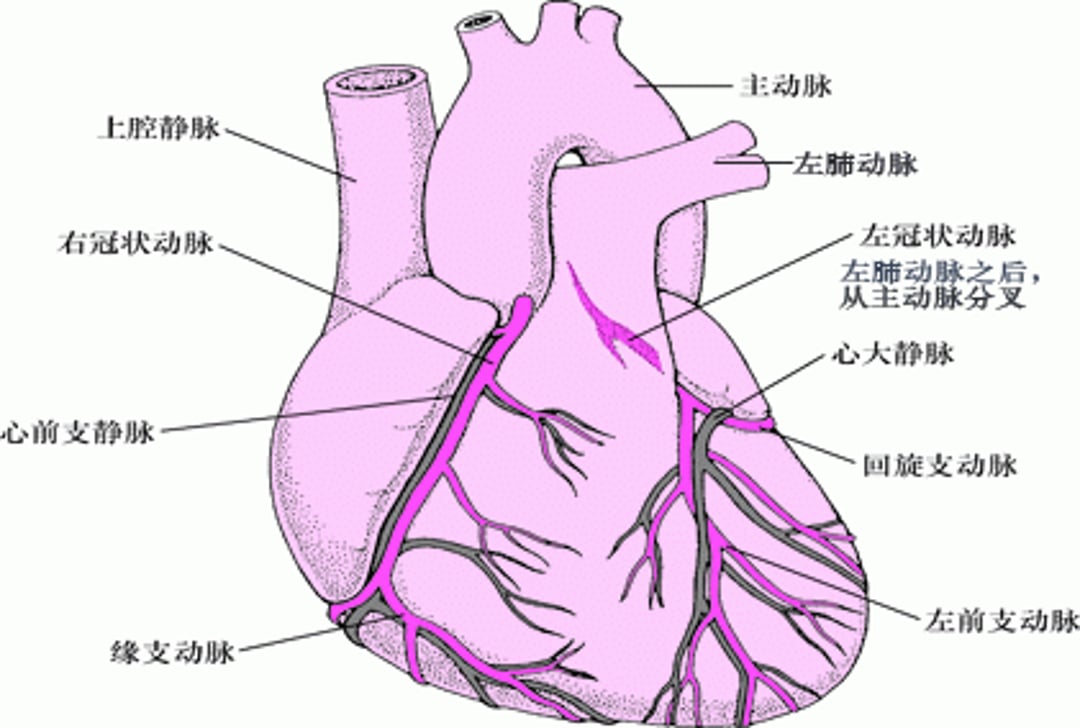 心脏供血