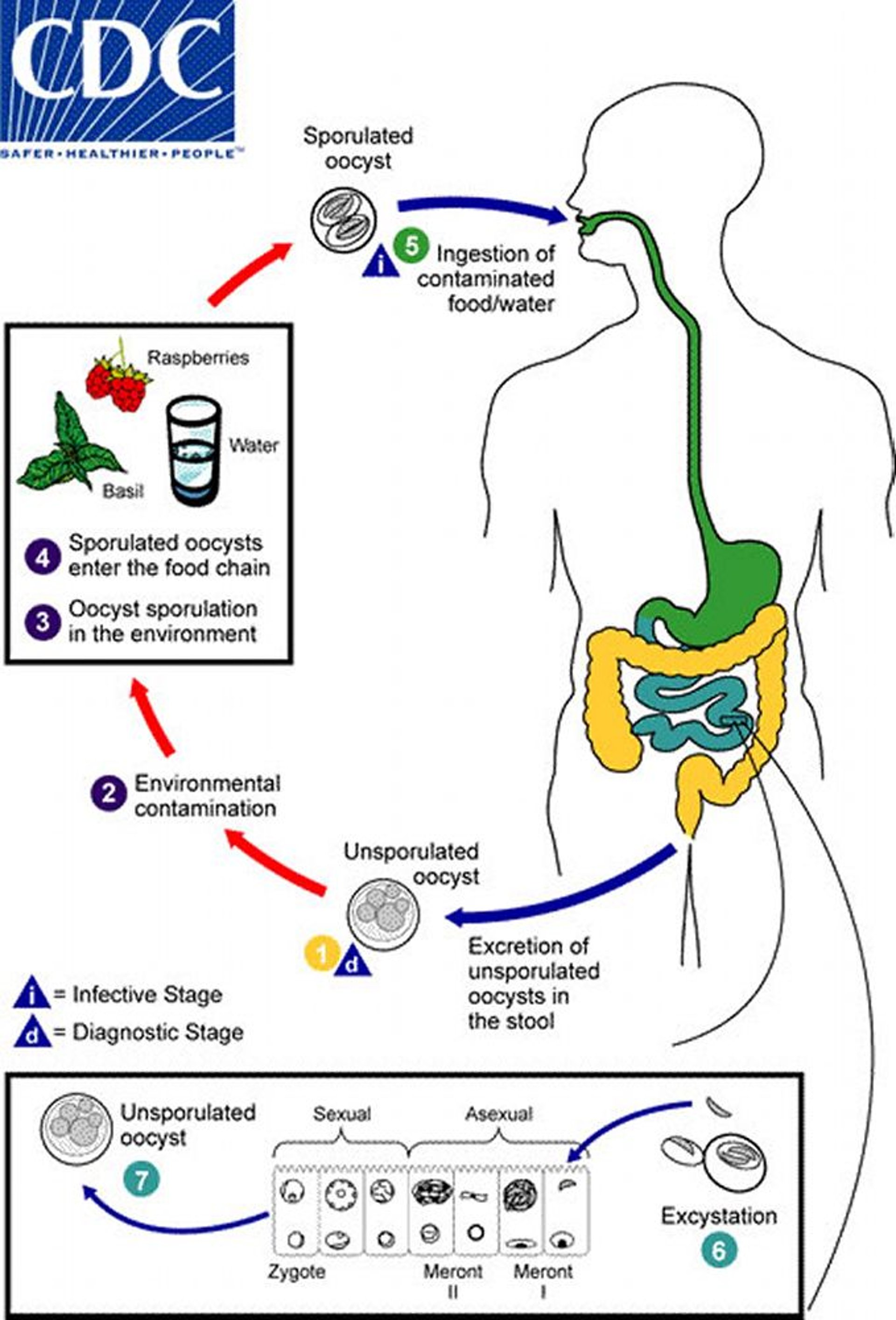 Ciclo vital de <i >Cyclospora</i>
