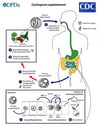 Ciclo de vida do Cyclospora