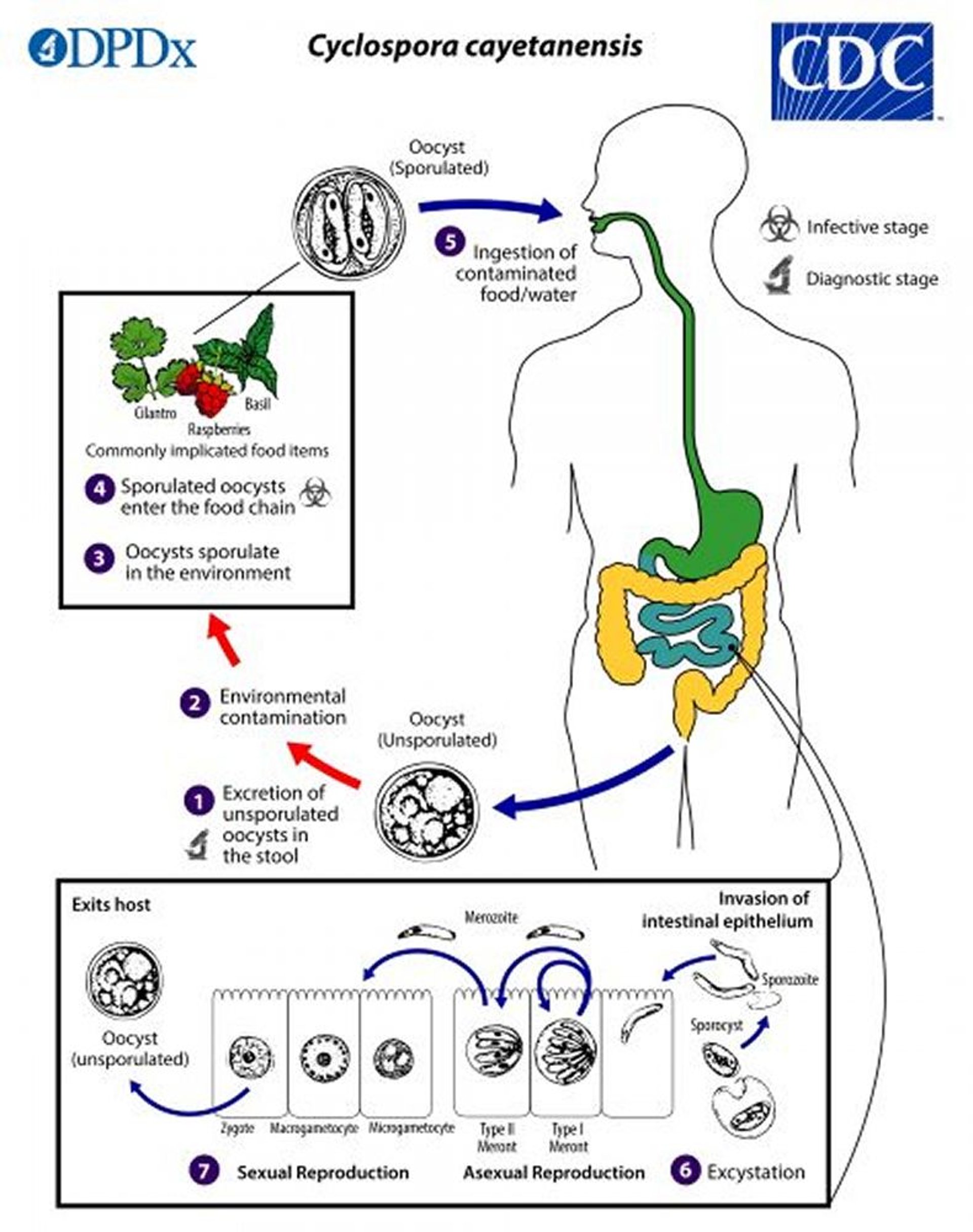 Ciclo de vida do <i >Cyclospora</i>