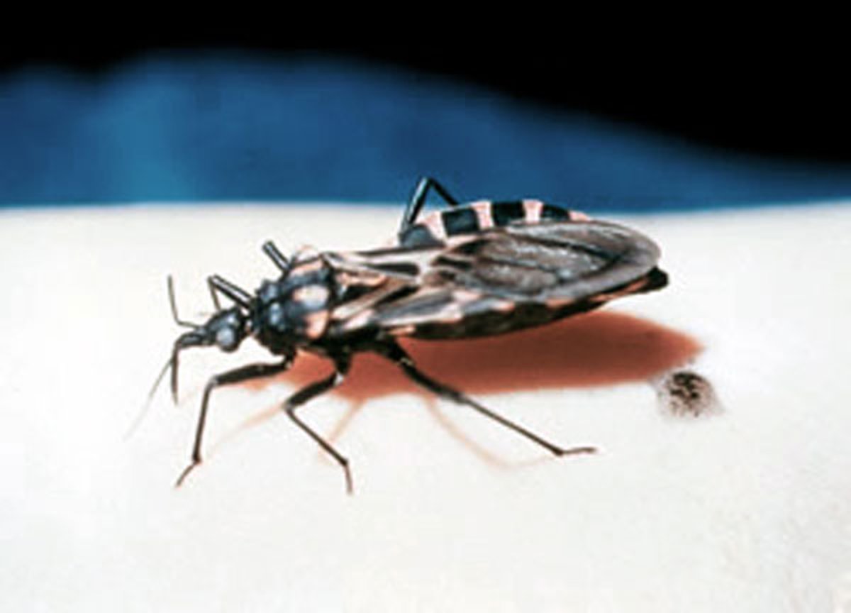 Kissing Bug