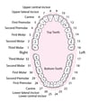 Identificación de los dientes permanentes (adultos)