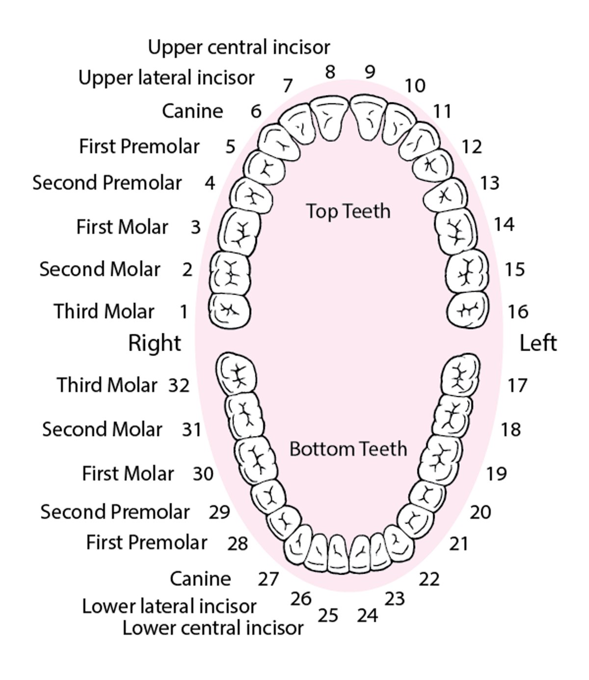 Identificación de los dientes