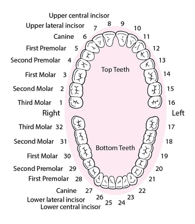 Identificación de los dientes permanentes (adultos)