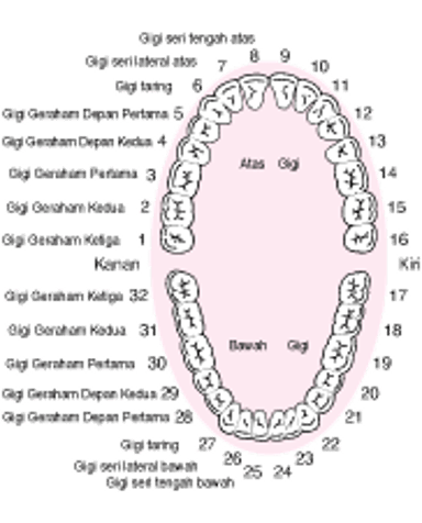 Mengidentifikasi Gigi Permanen (Dewasa)