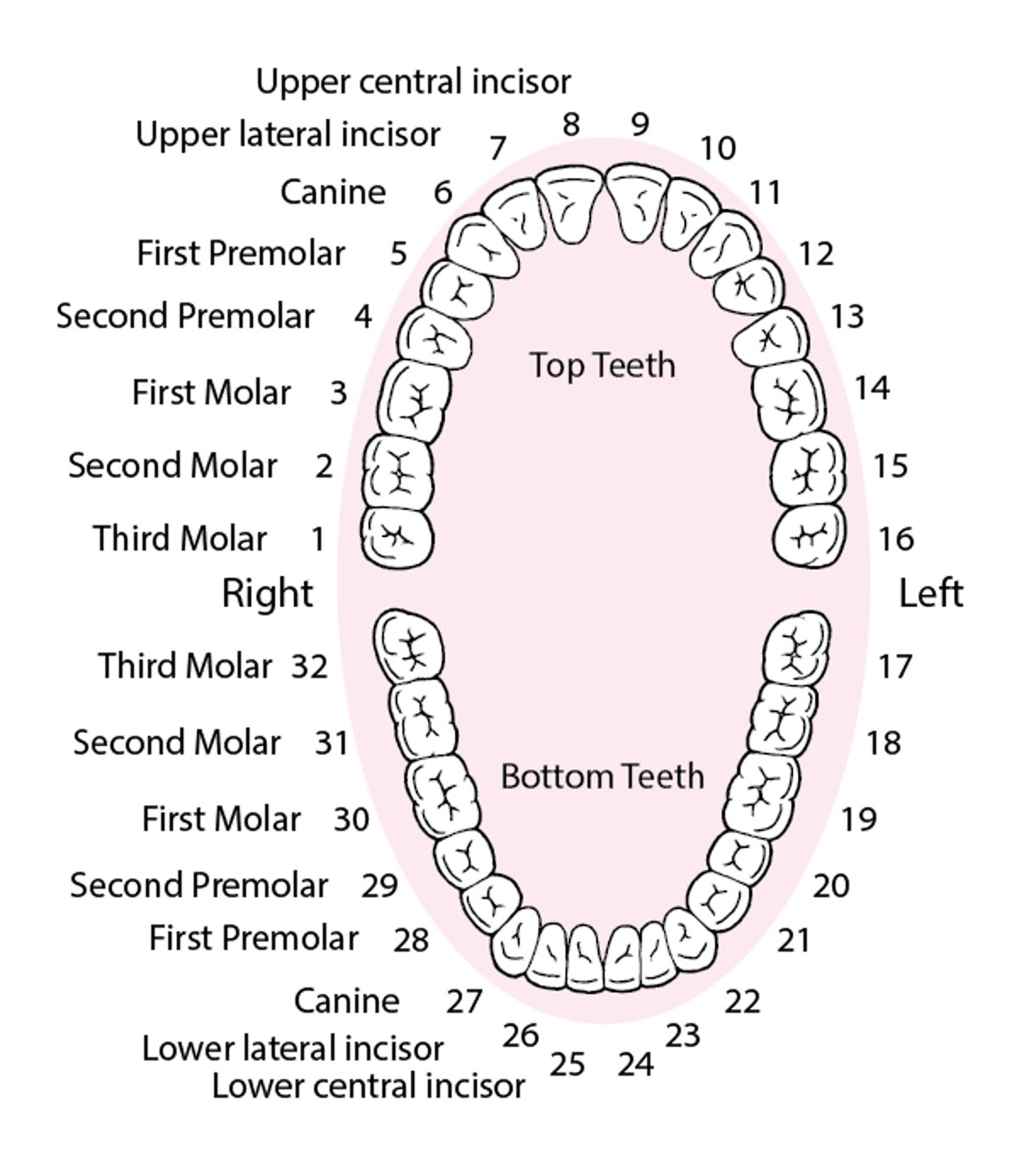 Identificação dos dentes permanentes (adultos)