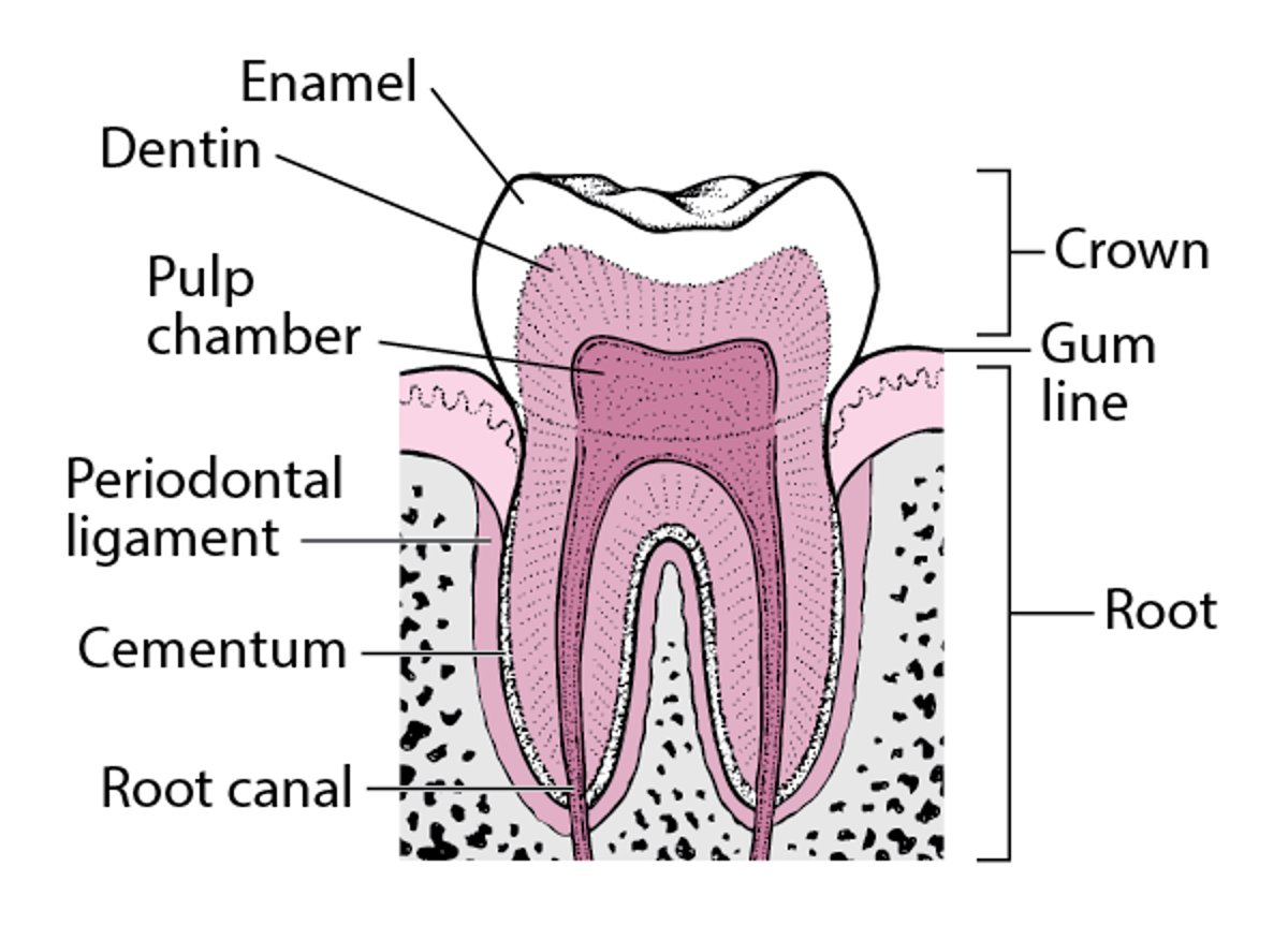 A Look Inside a Tooth