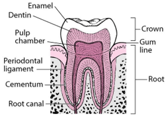 Tooth