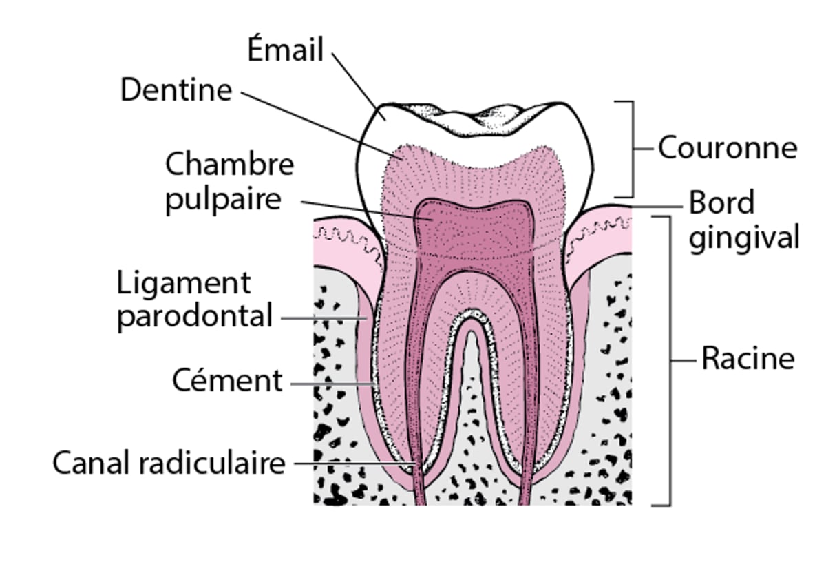 Anatomie d’une dent