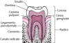 Dente