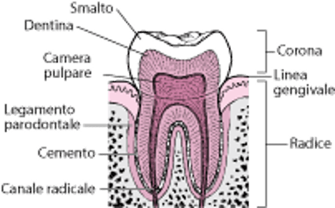 Dente