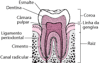 Dente