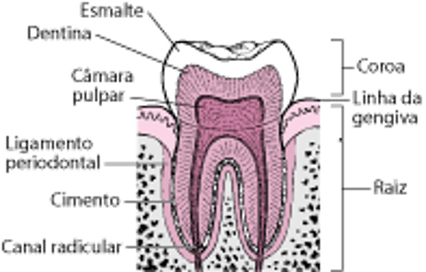 Dente