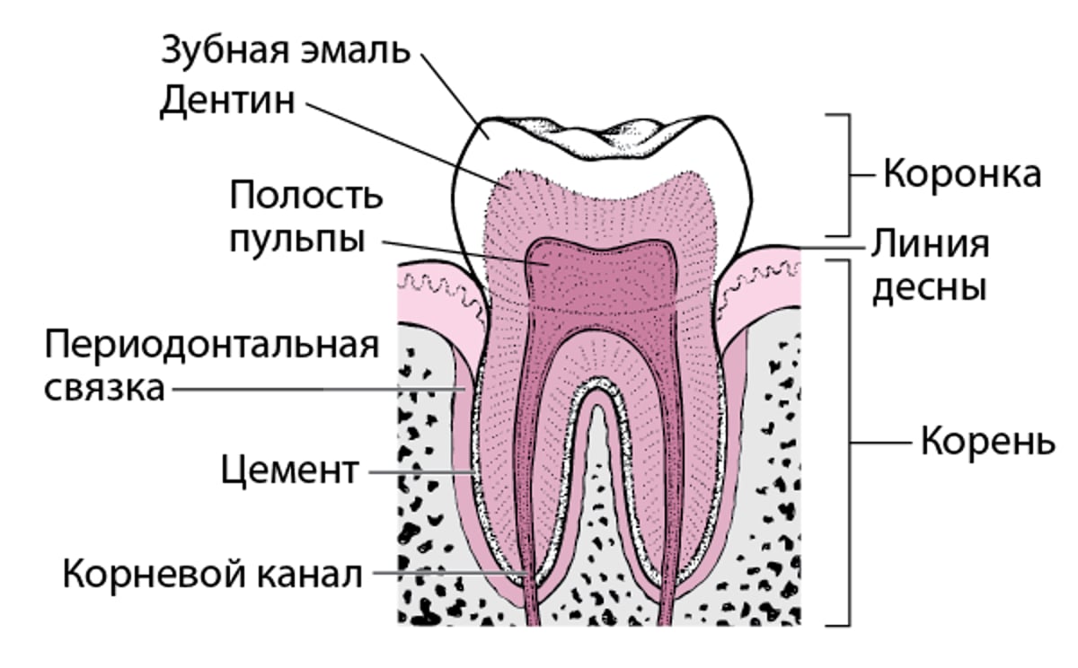 Анатомия зуба