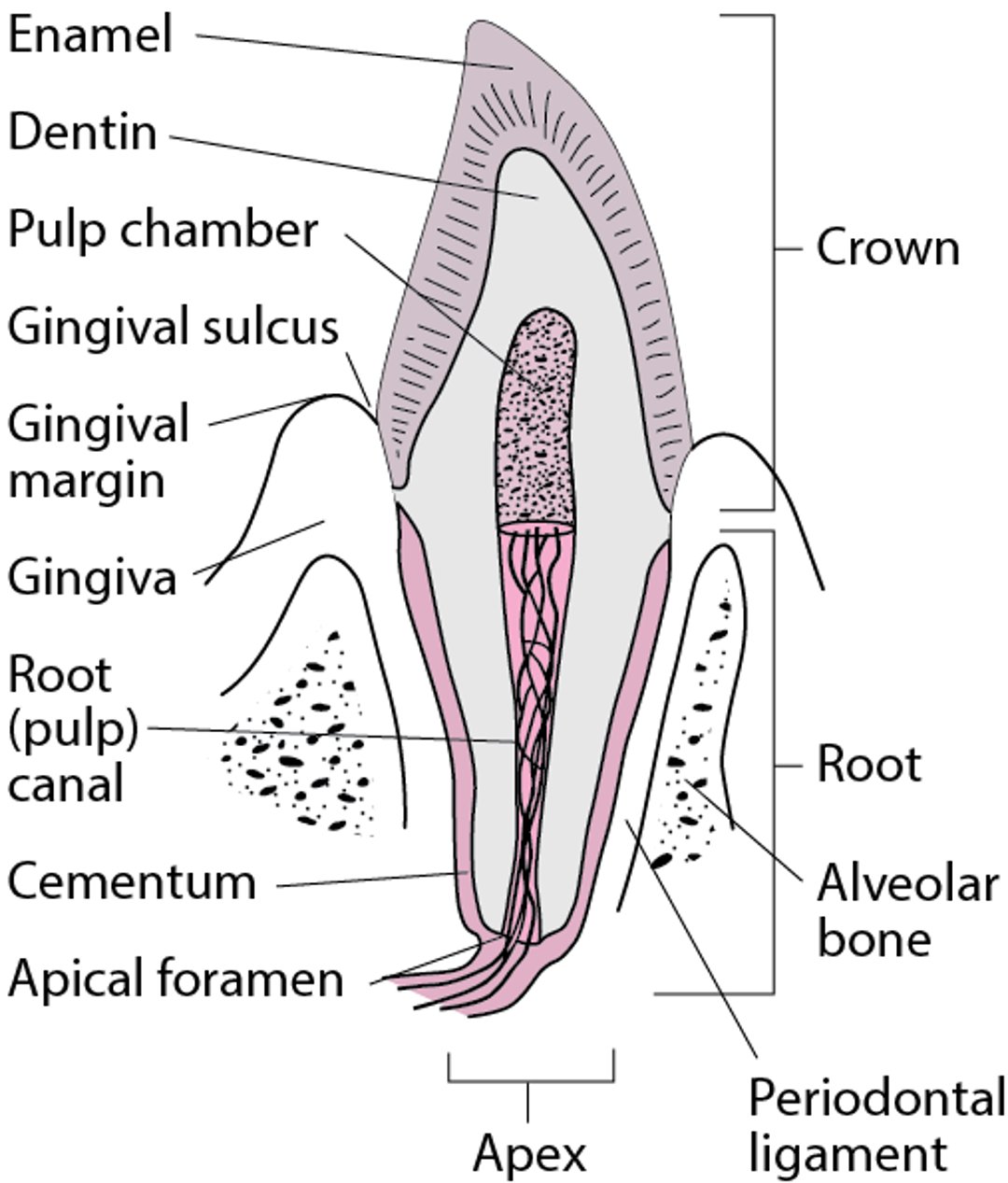 Layers of the Tooth