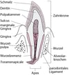 Zahnschichten