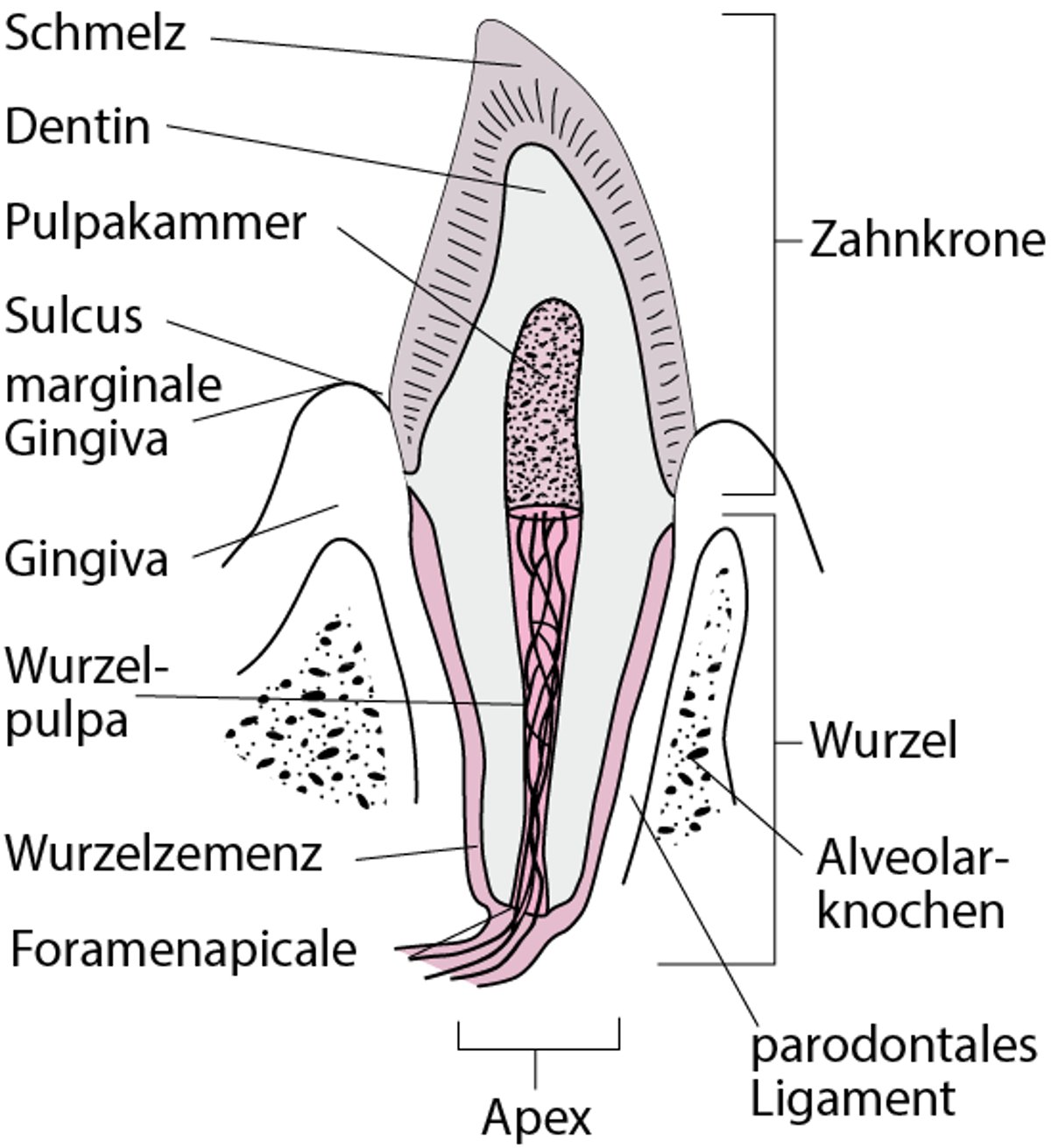 Zahnschichten