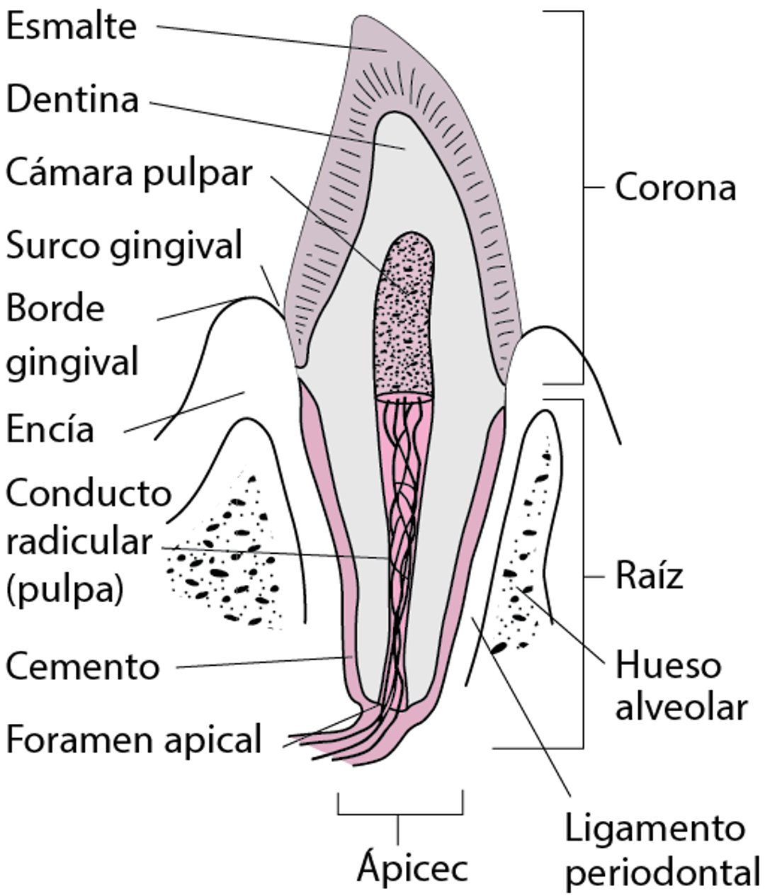 Capas de la pieza dental