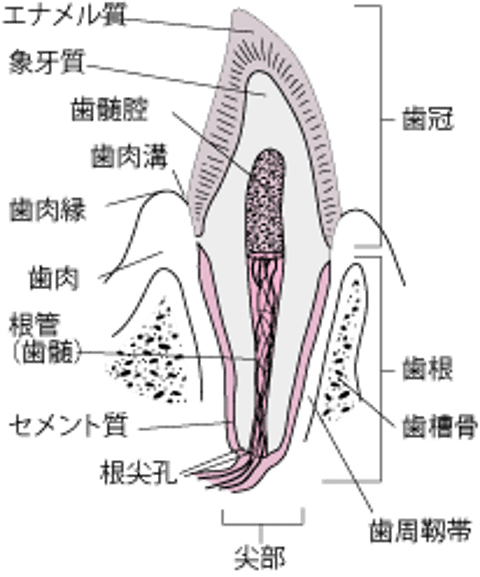 歯の層