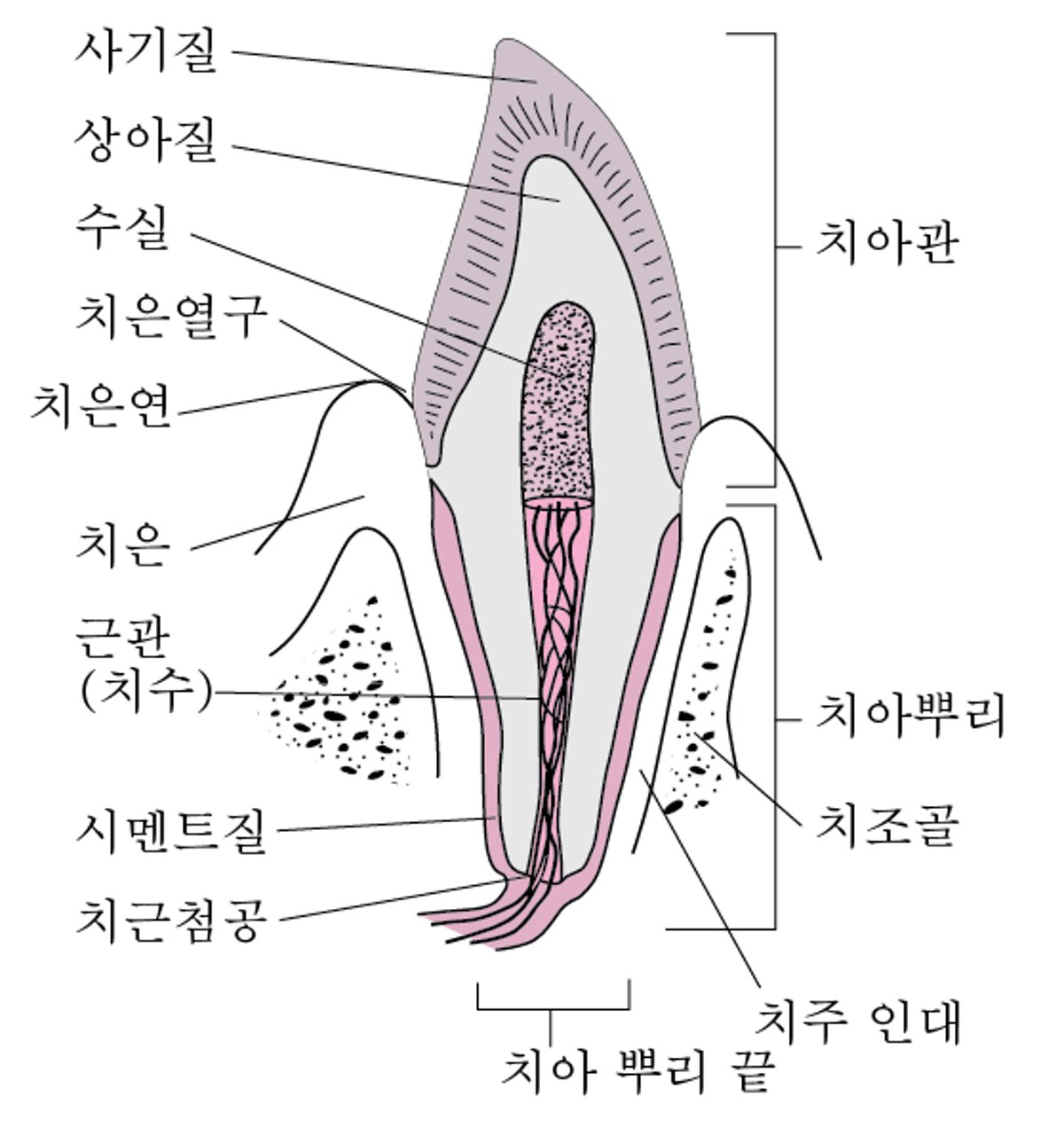 치아의 층