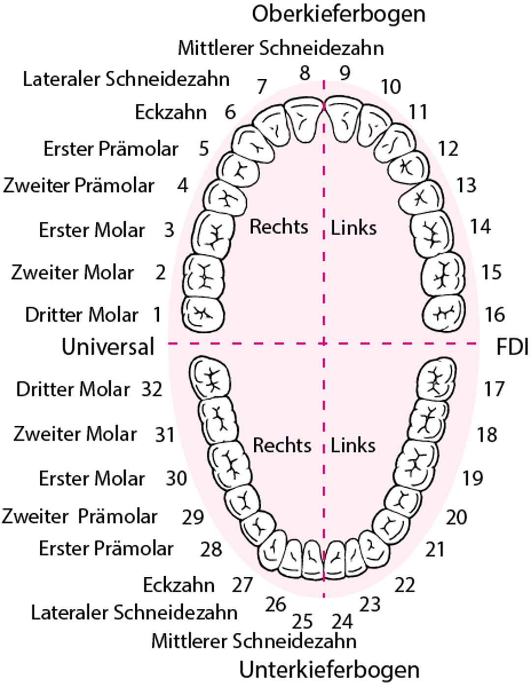 Identifizierung der Zähne