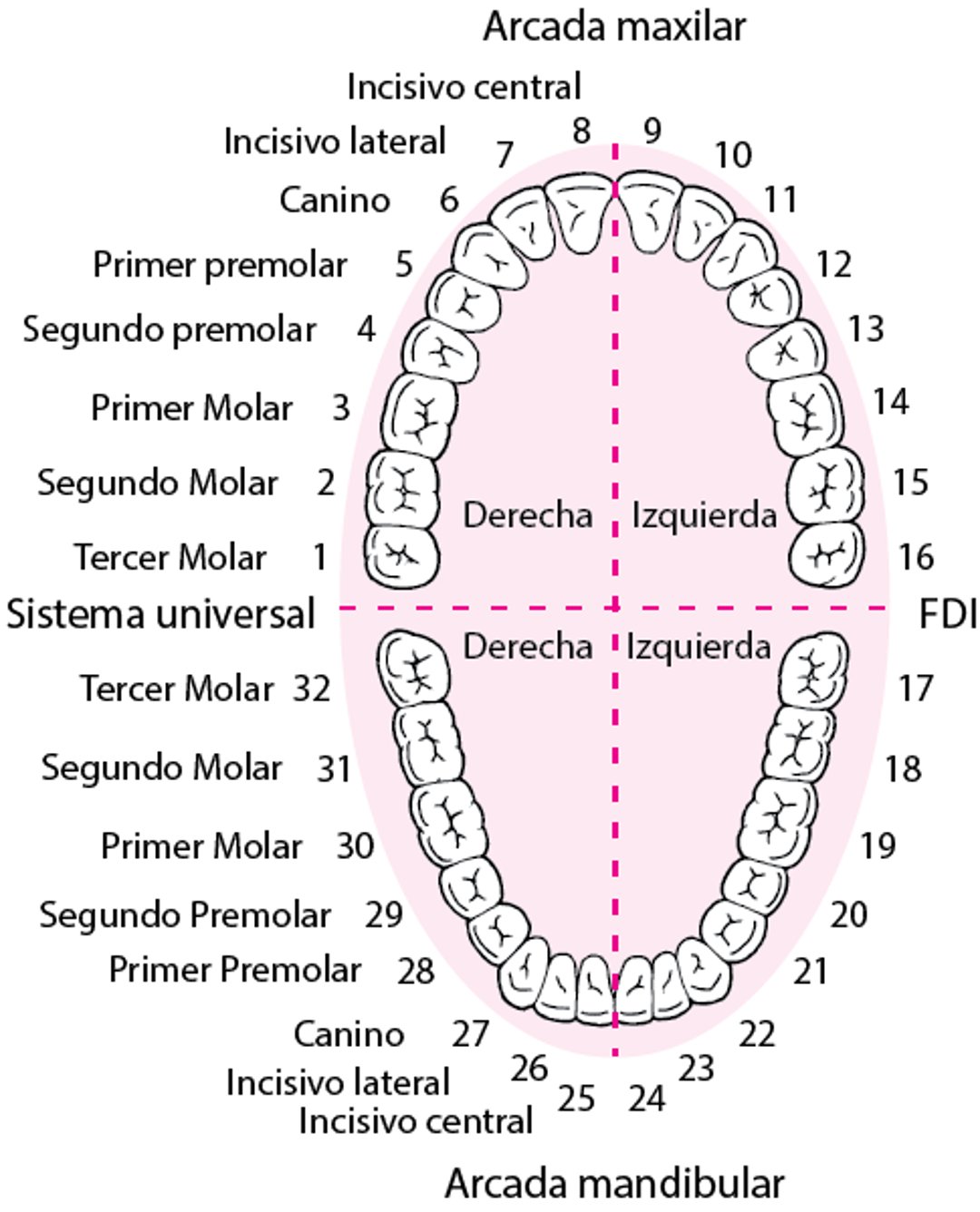 Identificación de los dientes