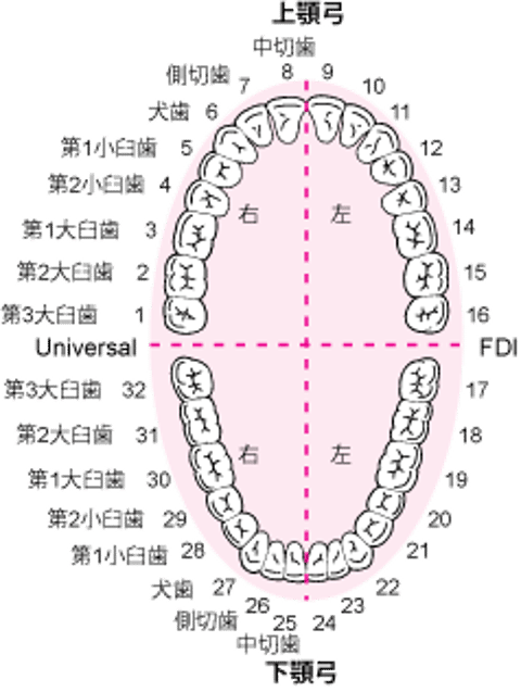 歯の名称